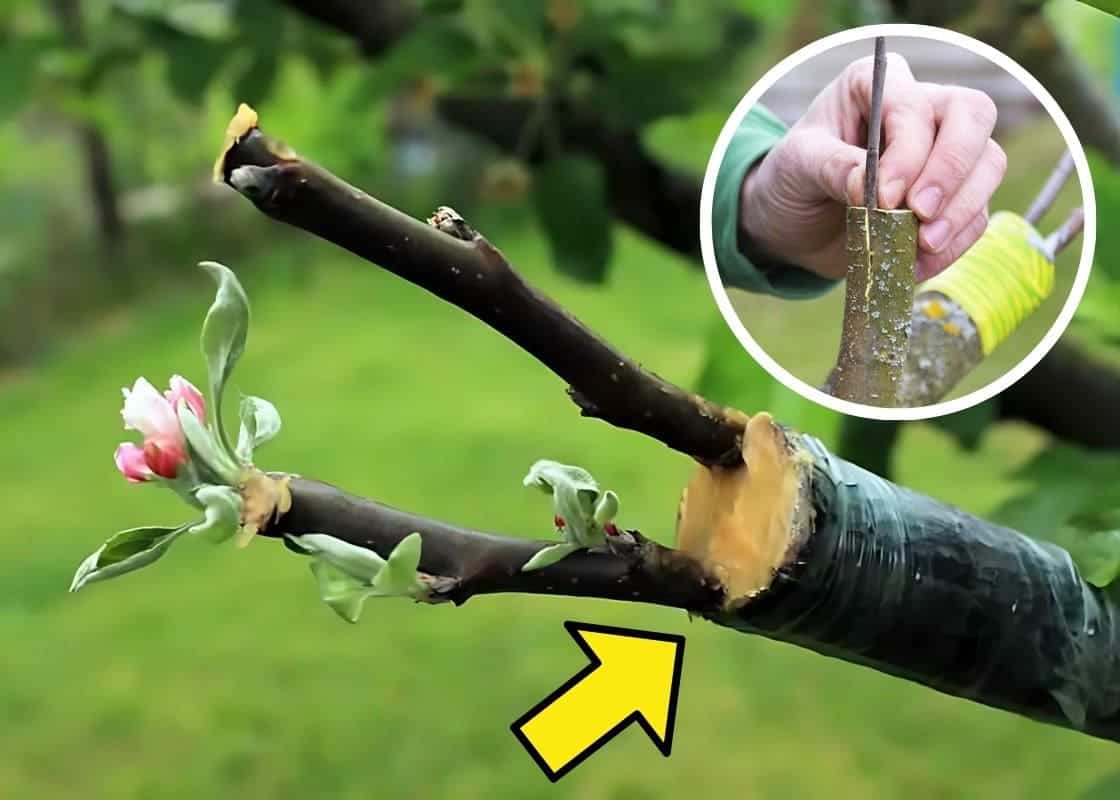 What Is Grafting? 5 Simple Steps for Fast and Successful Tree Grafting