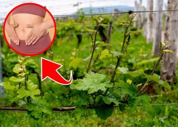 7 Reasons Grape Leaves Should Be Your New Superfood