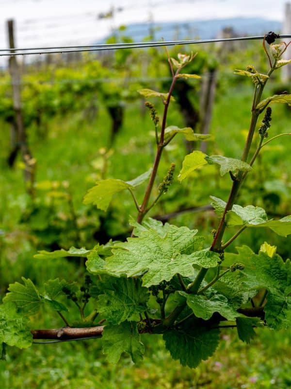 7 Reasons Grape Leaves Should Be Your New Superfood