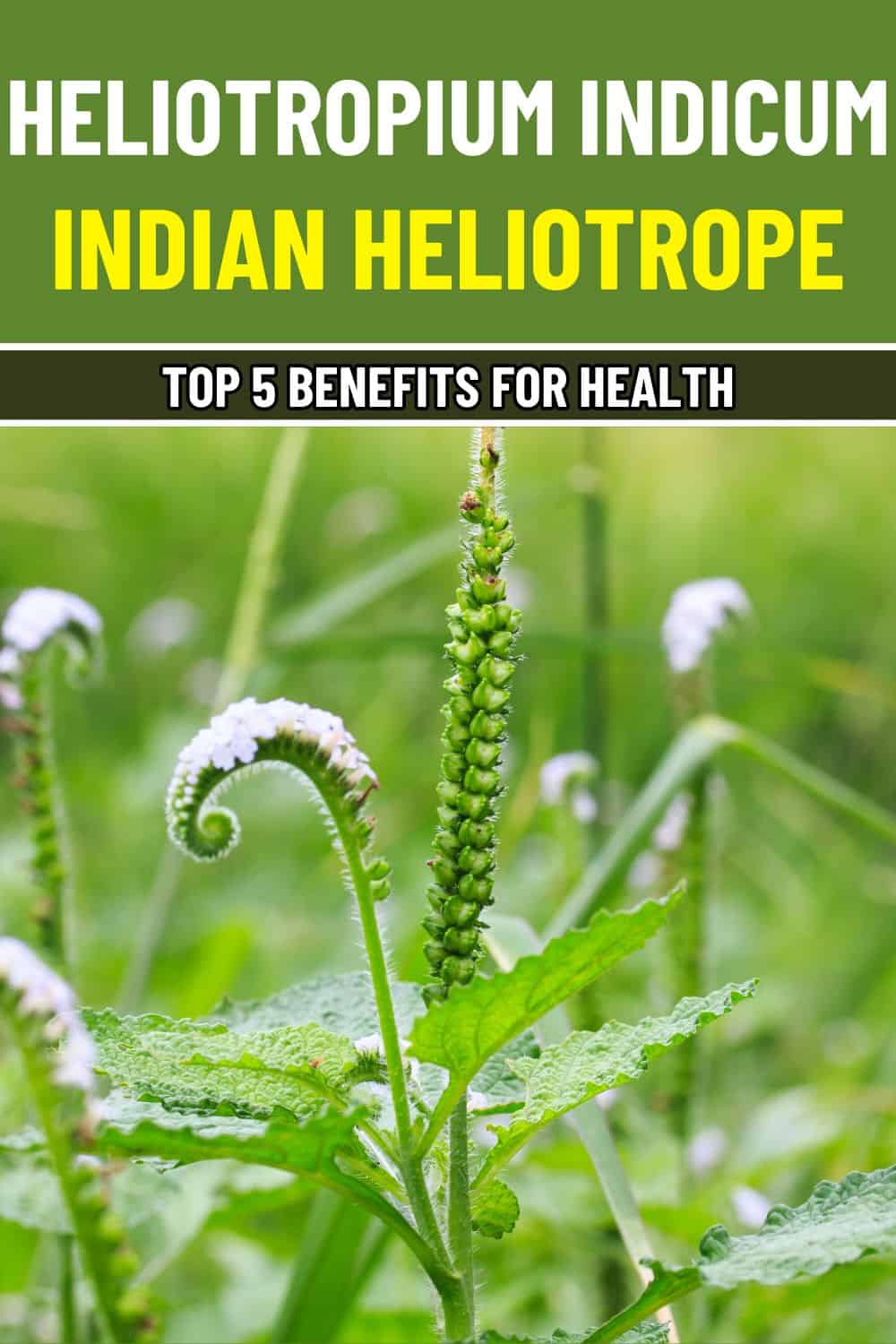 5 Healing Properties of Heliotropium Indicum You Won’t Want to Miss