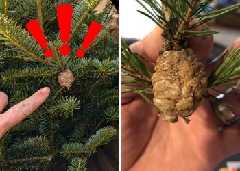 Surprise Guests in Your Christmas Tree: How I Dealt with Insects and Mantis Egg Sacks