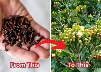Step-by-Step Guide to Cultivating Clove From Seeds Successfully