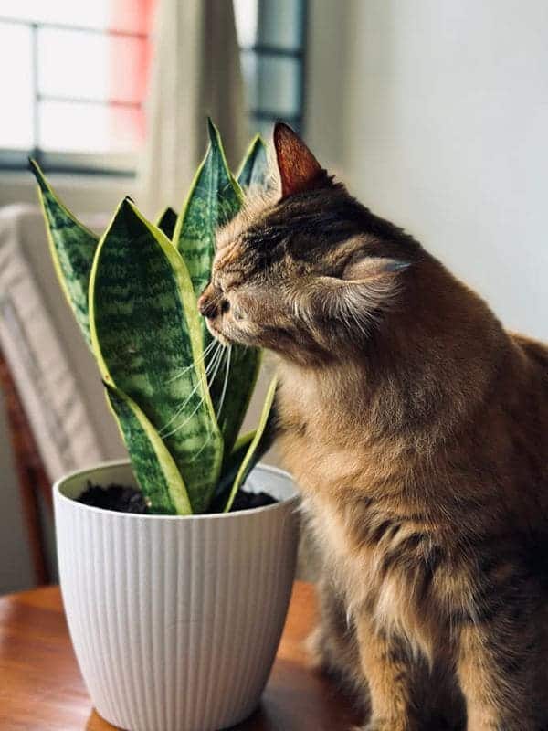 15 Must-Know Things For Snake Plant Owners