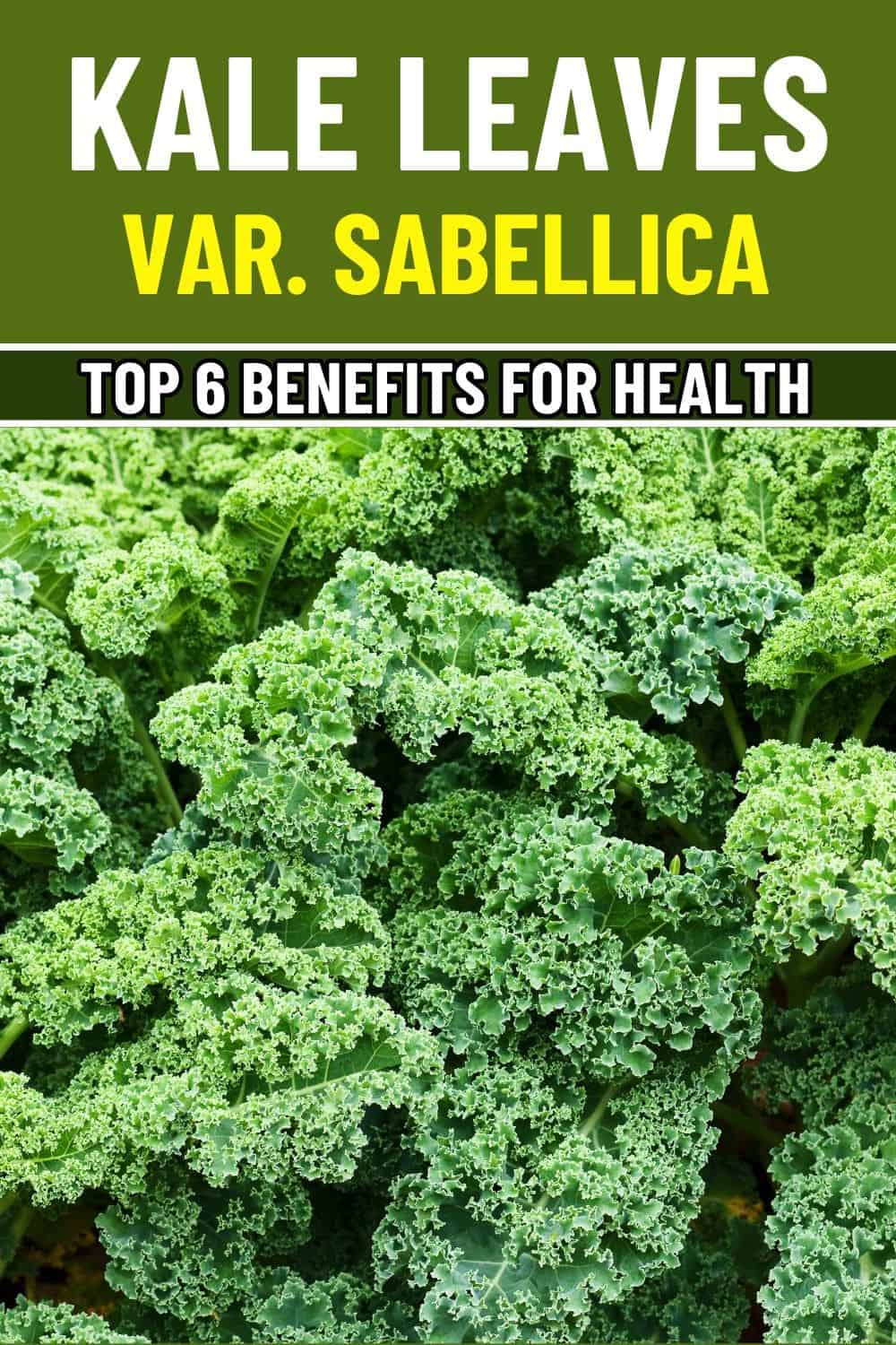 The 6 Incredible Health Benefits of Kale Leaves You Can’t Ignore