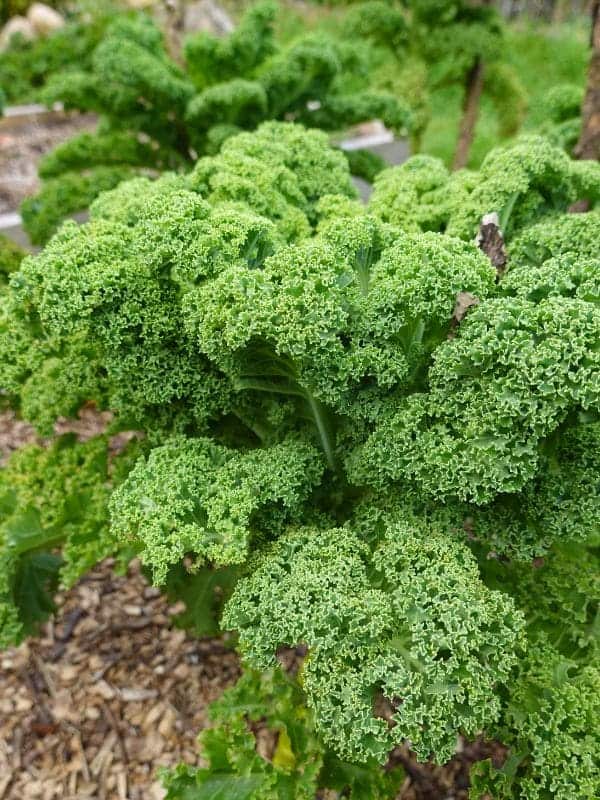 The 6 Incredible Health Benefits of Kale Leaves You Can’t Ignore