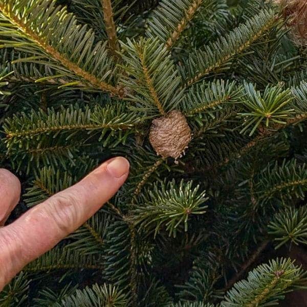 Surprise Guests in Your Christmas Tree: How I Dealt with Insects and Mantis Egg Sacks