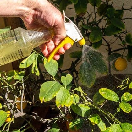 8 Powerful Natural Insecticides to Effectively Combat Your Stubborn Garden Pests