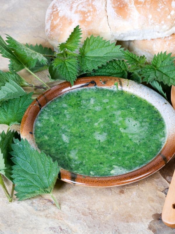 Why Nettle Deserves a Spot in Your Yard, Kitchen, and Medicine Cabinet