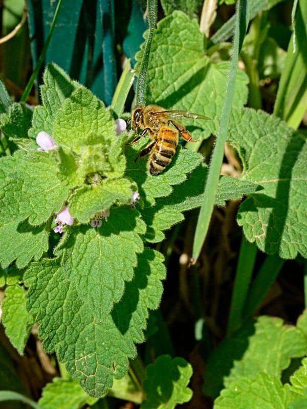 Why Nettle Deserves a Spot in Your Yard, Kitchen, and Medicine Cabinet