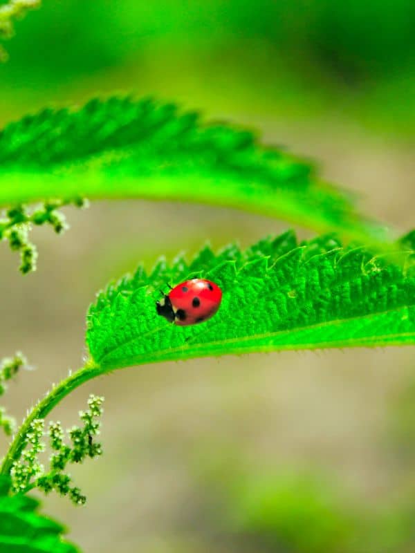 Why Nettle Deserves a Spot in Your Yard, Kitchen, and Medicine Cabinet