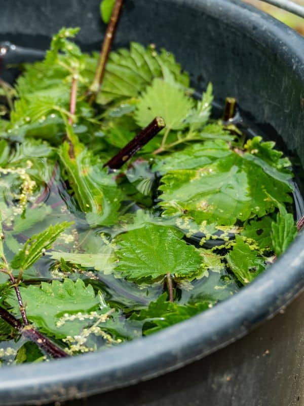 Why Nettle Deserves a Spot in Your Yard, Kitchen, and Medicine Cabinet