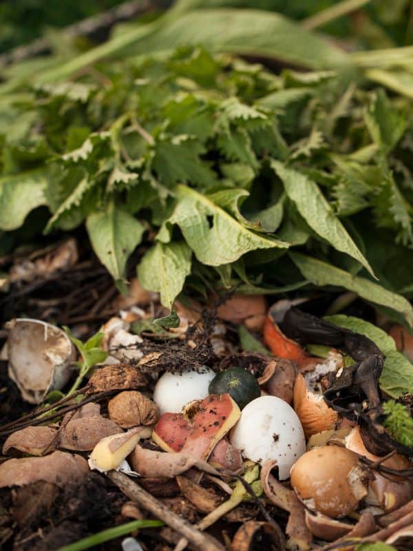 Why Nettle Deserves a Spot in Your Yard, Kitchen, and Medicine Cabinet