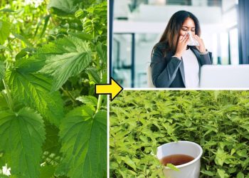 Why Nettle Deserves a Spot in Your Yard, Kitchen, and Medicine Cabinet