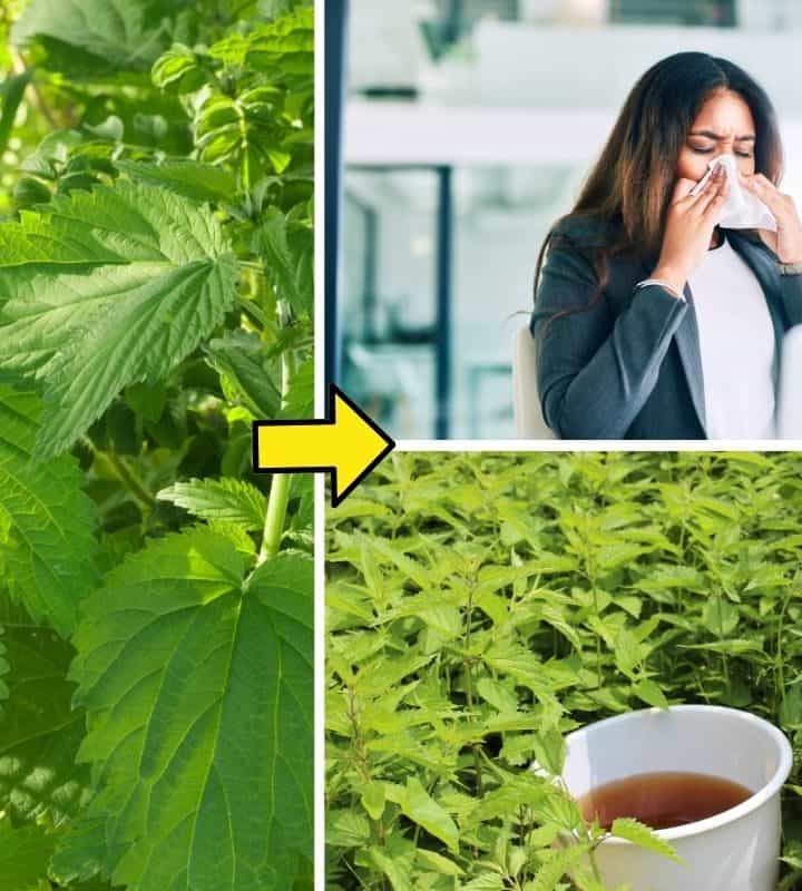 More Than Just a Flavor: Why Nutmeg Deserves a Spot in Your Medicine Cabinet