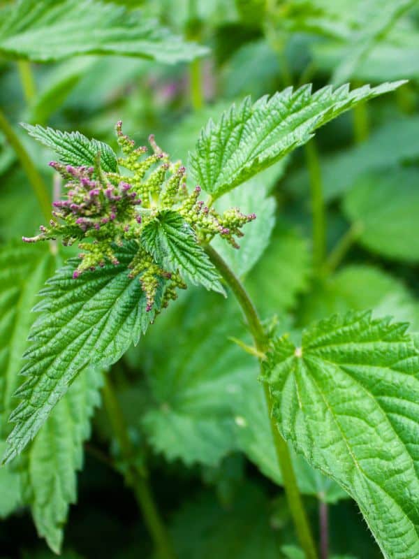 Why Nettle Deserves a Spot in Your Yard, Kitchen, and Medicine Cabinet