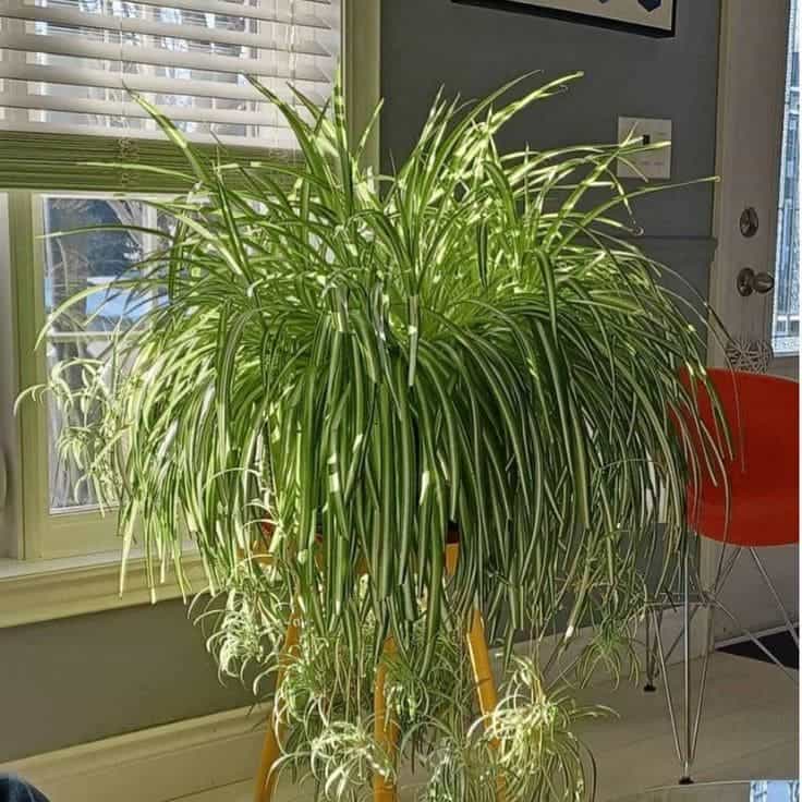 Top 10 Secrets to Growing the Biggest, Healthiest Spider Plants