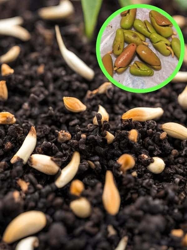 Step-by-Step Guide to Cultivating Clove From Seeds Successfully