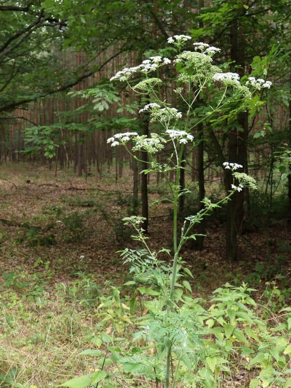 The Dangers of Poison Hemlock (Conium maculatum): All You Need to Know