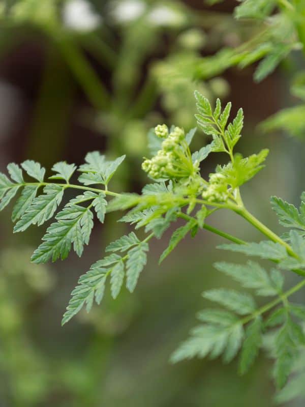 The Dangers of Poison Hemlock (Conium maculatum): All You Need to Know