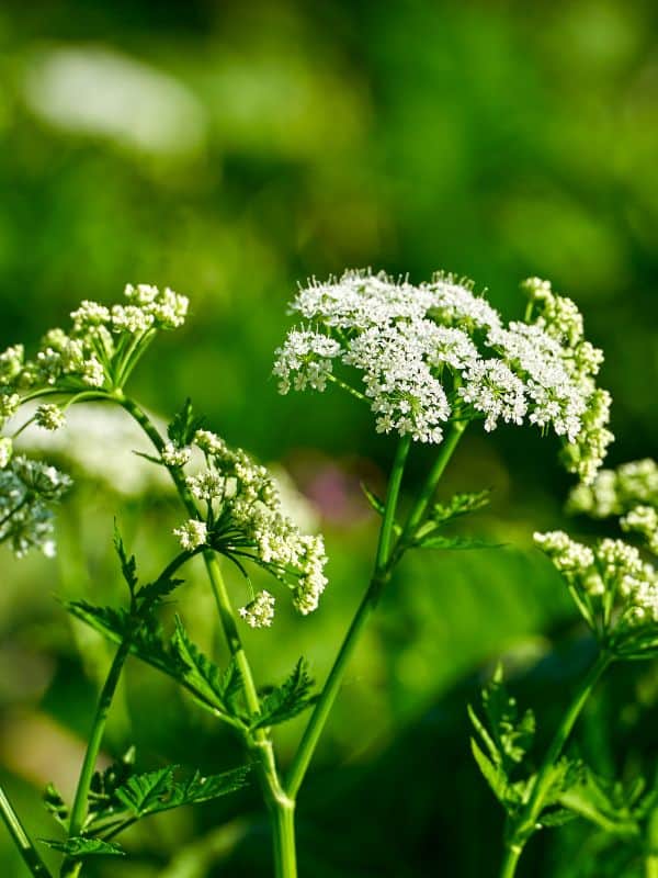 The Dangers of Poison Hemlock (Conium maculatum): All You Need to Know