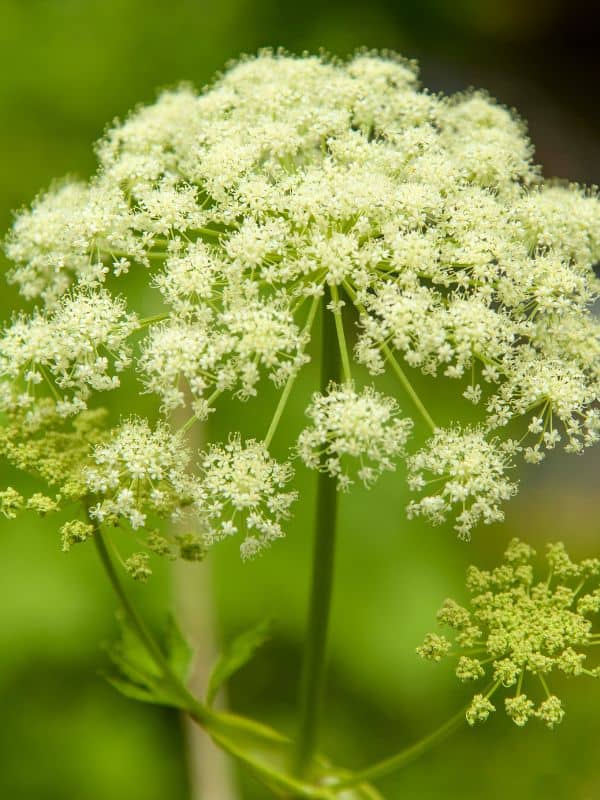 The Dangers of Poison Hemlock (Conium maculatum): All You Need to Know