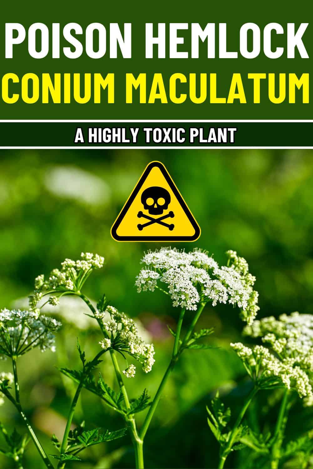 The Dangers of Poison Hemlock (Conium maculatum): All You Need to Know