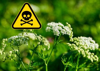 The Dangers of Poison Hemlock (Conium maculatum): All You Need to Know