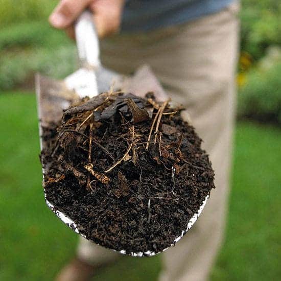 Step-by-Step Guide to Cultivating Clove From Seeds Successfully