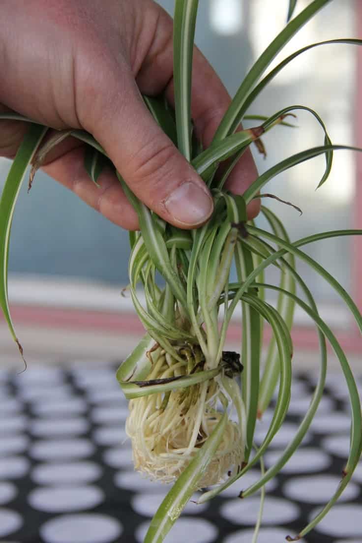 Top 10 Secrets to Growing the Biggest, Healthiest Spider Plants