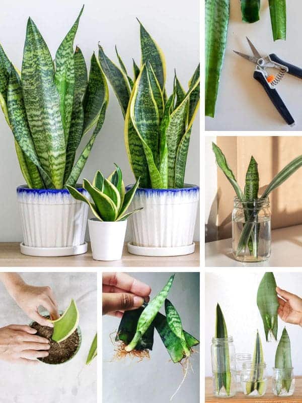 15 Must-Know Things For Snake Plant Owners