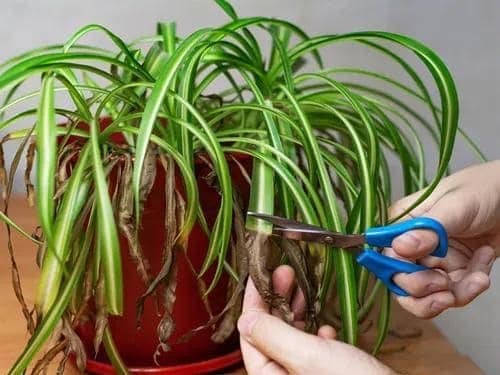 Top 10 Secrets to Growing the Biggest, Healthiest Spider Plants