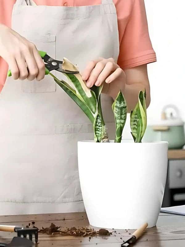 15 Must-Know Things For Snake Plant Owners