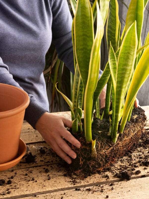 15 Must-Know Things For Snake Plant Owners