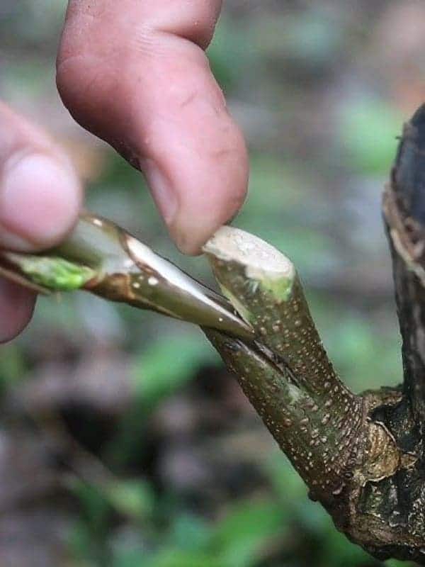 What Is Grafting? 5 Simple Steps for Fast and Successful Tree Grafting