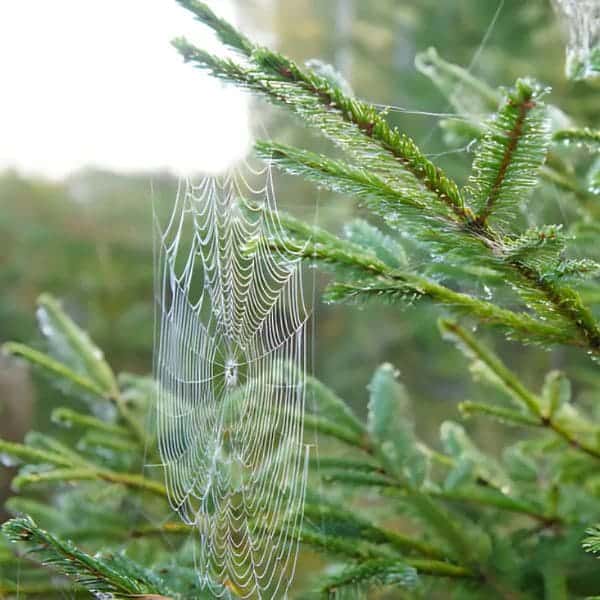 Surprise Guests in Your Christmas Tree: How I Dealt with Insects and Mantis Egg Sacks