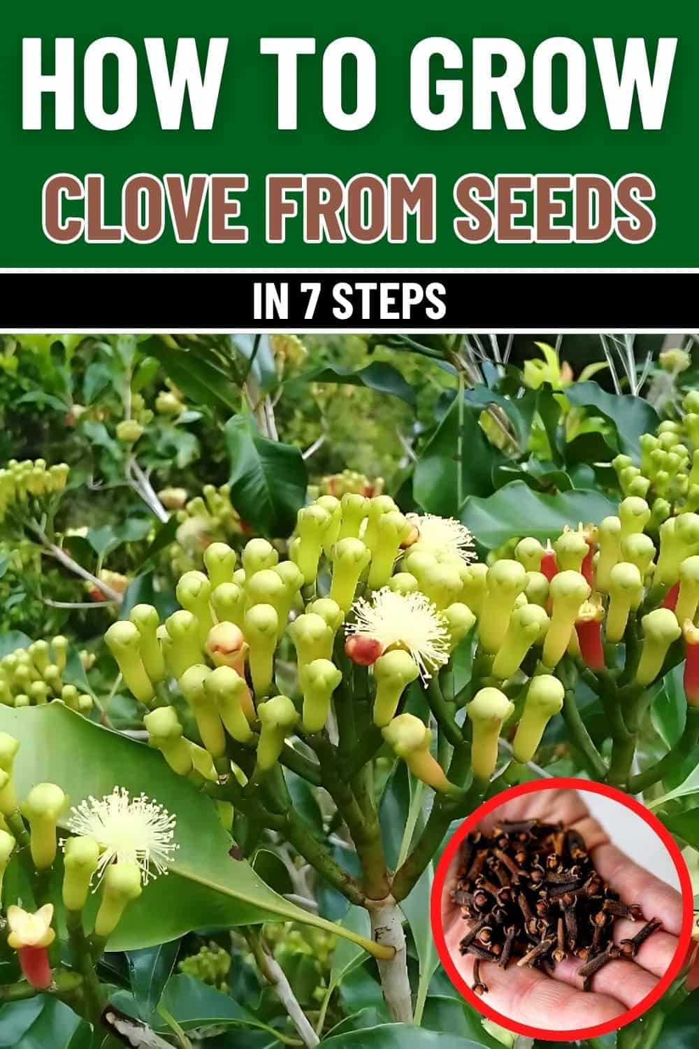 Step-by-Step Guide to Cultivating Clove From Seeds Successfully