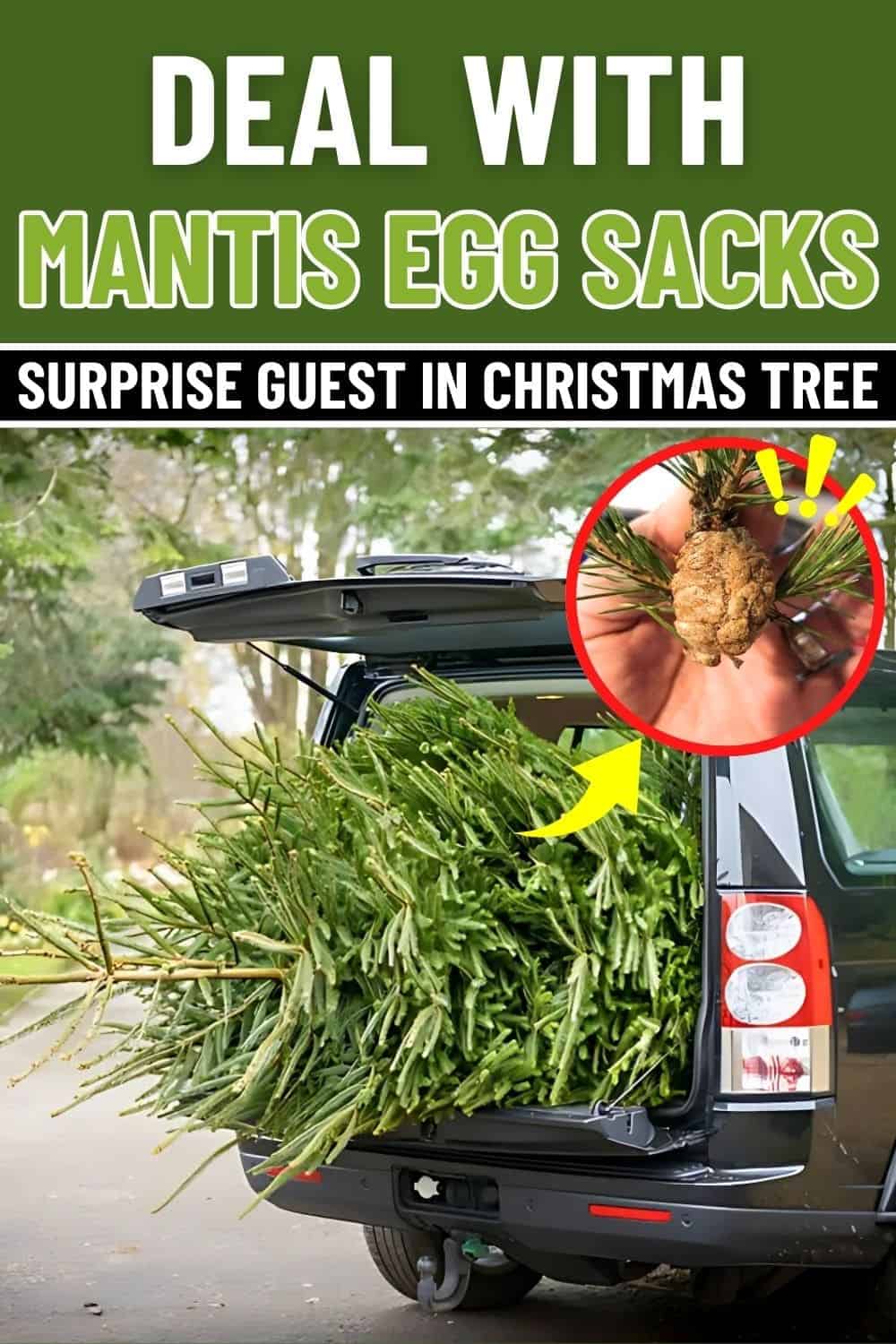 Surprise Guests in Your Christmas Tree How I Dealt with Insects and Mantis Egg Sacks