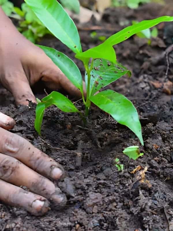 Step-by-Step Guide to Cultivating Clove From Seeds Successfully