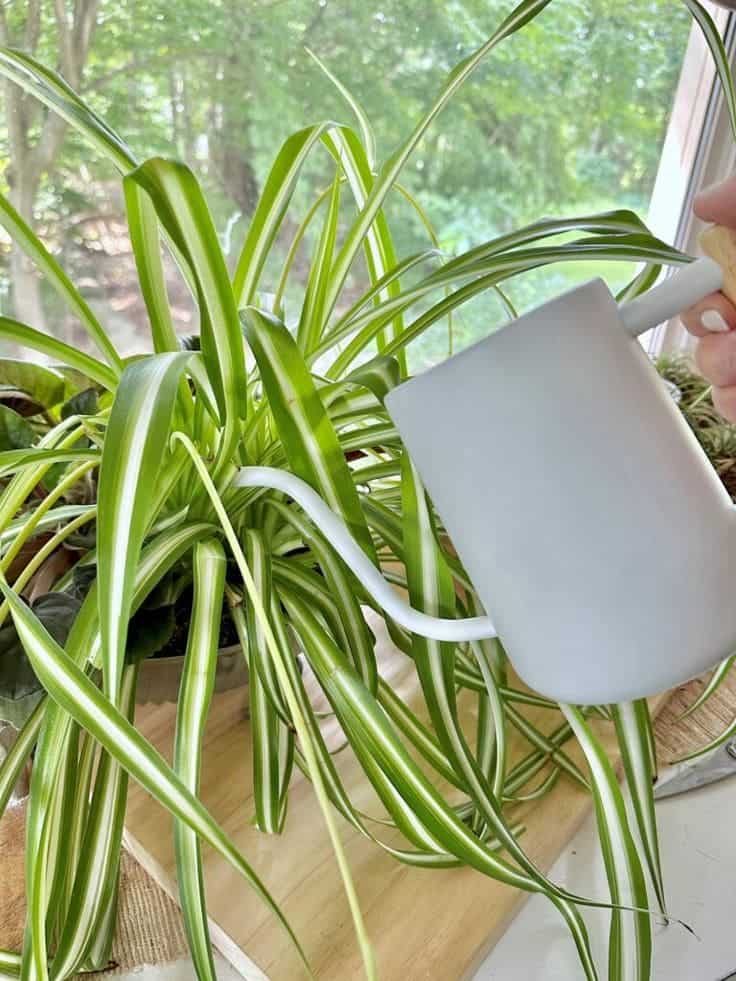 Top 10 Secrets to Growing the Biggest, Healthiest Spider Plants