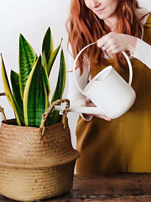 15 Must-Know Things For Snake Plant Owners