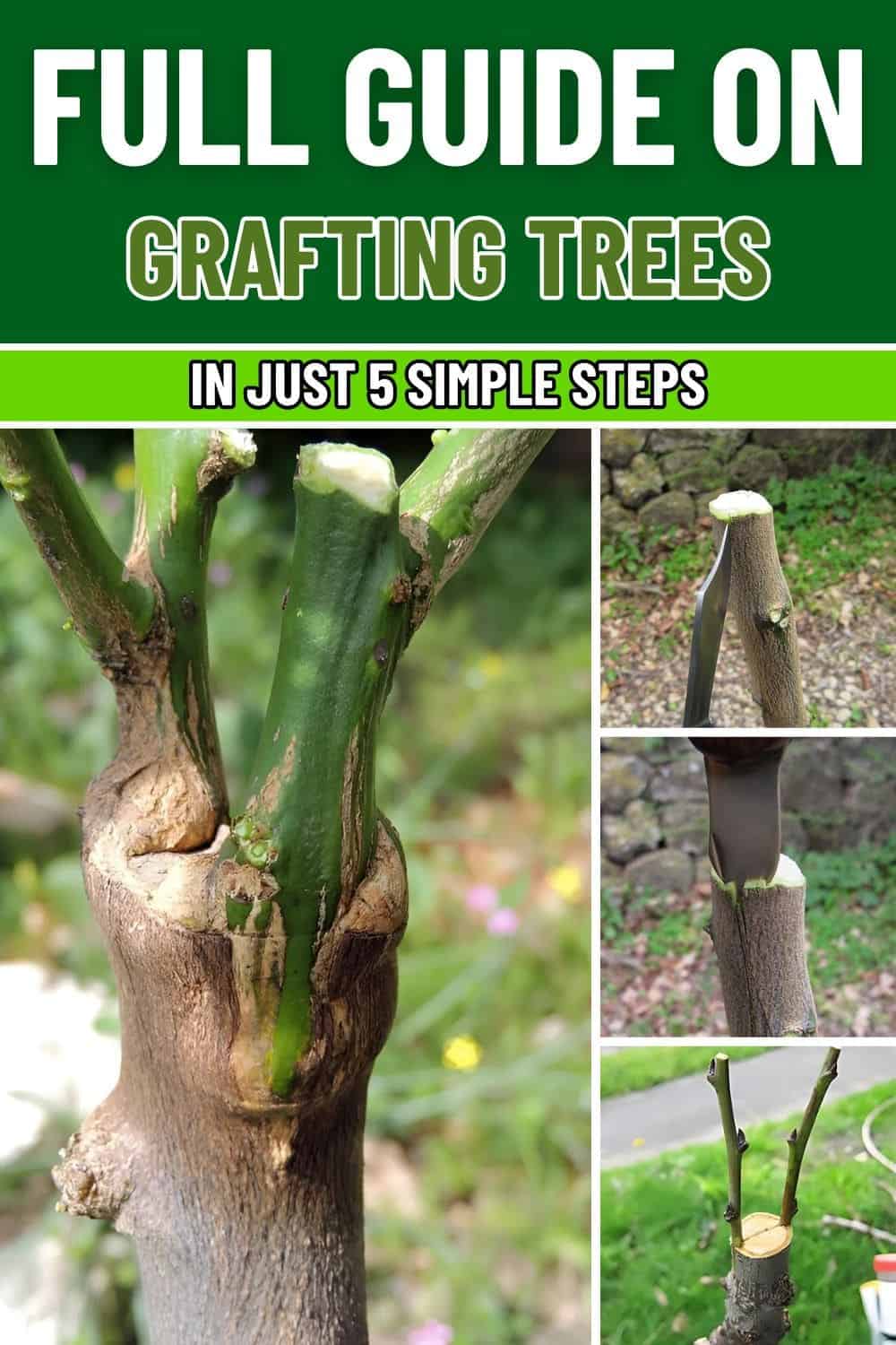 What Is Grafting 5 Simple Steps for Fast and Successful Tree Grafting