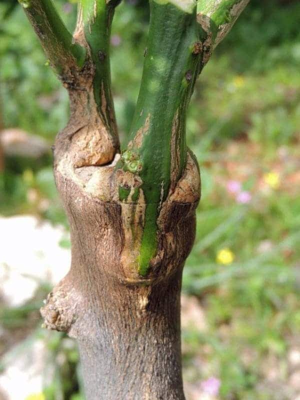 What Is Grafting? 5 Simple Steps for Fast and Successful Tree Grafting