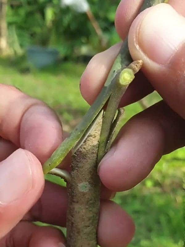 What Is Grafting? 5 Simple Steps for Fast and Successful Tree Grafting