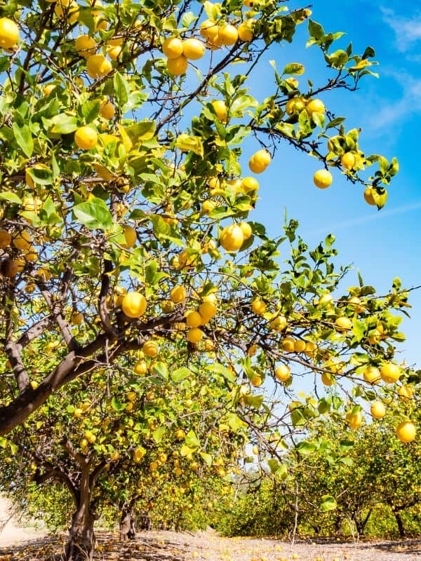 6 Amazing Health Benefits of Lemons: Why You Should Add This Citrus Powerhouse to Your Life