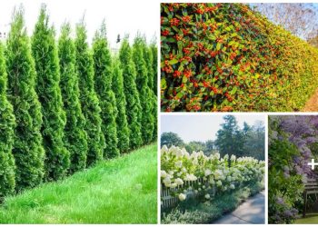 12 Best Shrubs To Create Private Fences