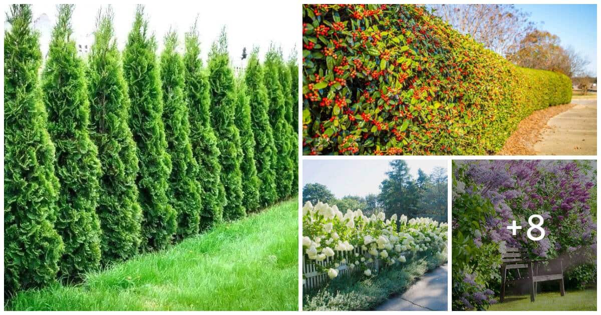 12 Best Shrubs To Create Private Fences