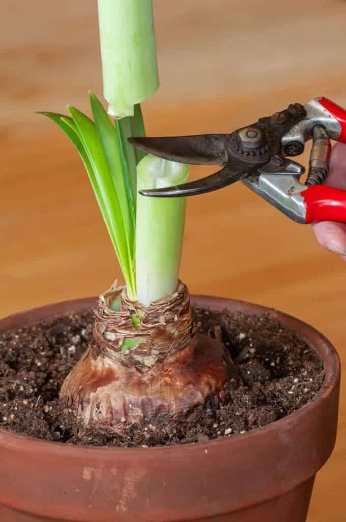 The Secret to Growing Amaryllis and Enjoying Flowers All Year Round