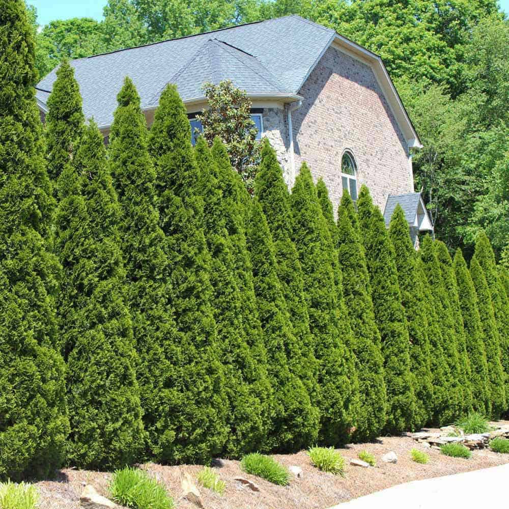 12 Best Shrubs To Create Private Fences