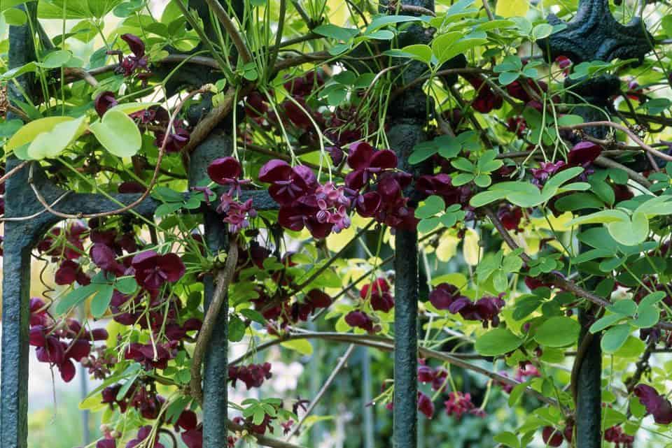 12 Best Shrubs To Create Private Fences