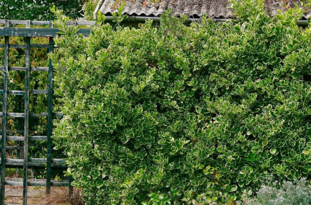 12 Best Shrubs To Create Private Fences